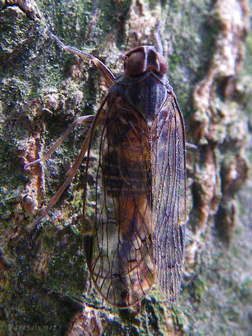 オオヒシウンカ