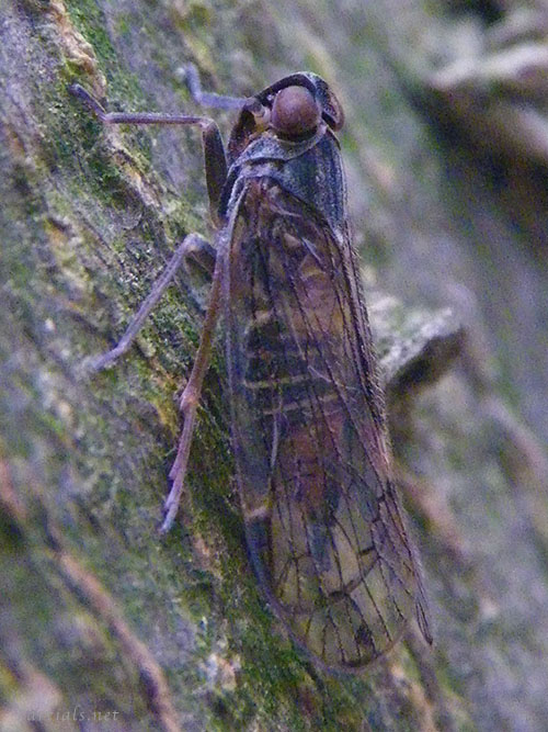 オオヒシウンカ