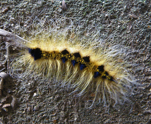 オオケンモン幼虫