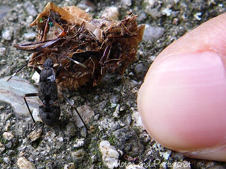 オオモンシロナガカメムシの幼虫