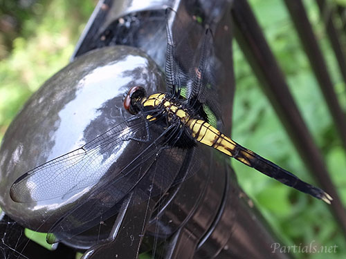 オオシオカラトンボ雌