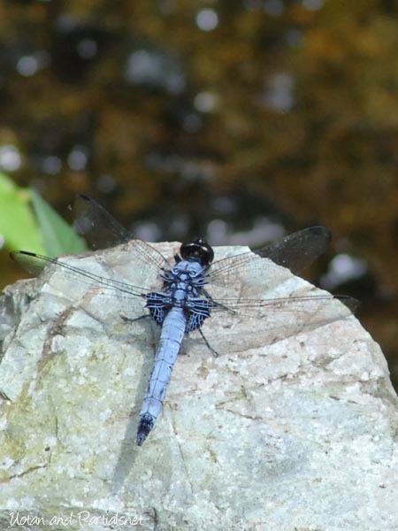 オオシオカラトンボ雄