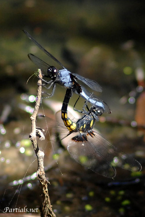 オオシオカラトンボ
