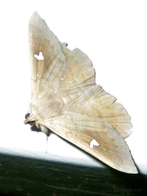 オオシラホシアツバ