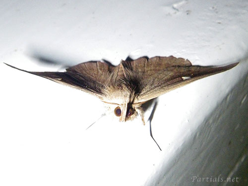 オオシラホシアツバ