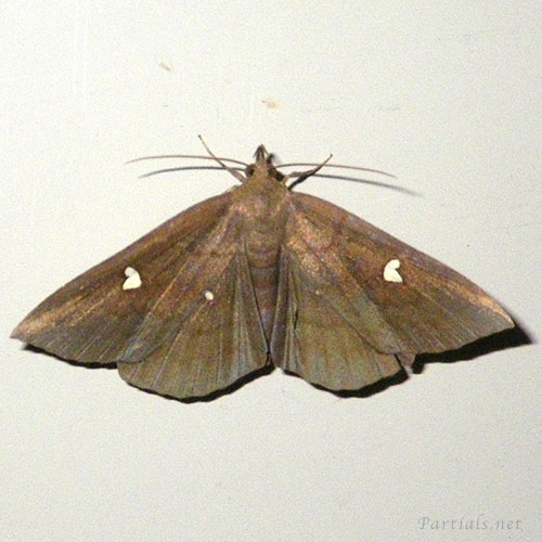 オオシラホシアツバ