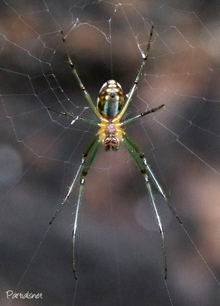 オオシロカネグモ♀