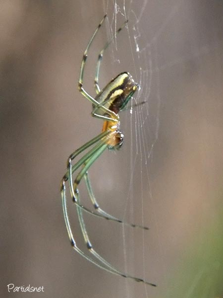 オオシロカネグモ♀