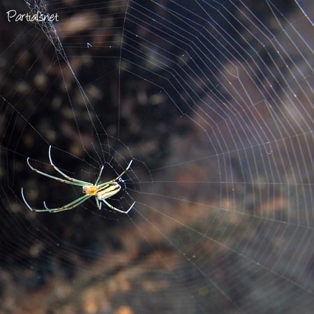 オオシロカネグモ♀