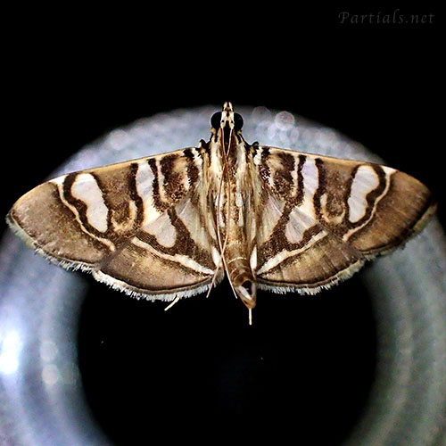 オオシロモンノメイガ