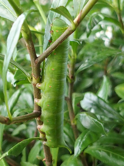 オオスカシバ　幼虫