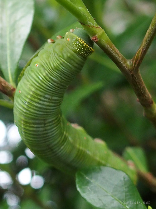  オオスカシバ幼虫