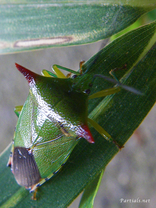 オオツノカメムシ