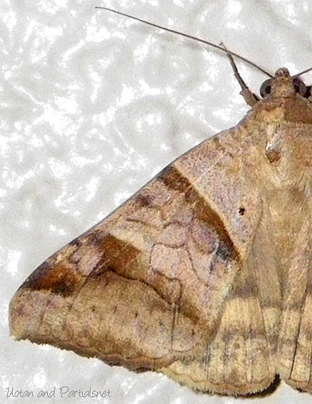 オオウンモンクチバ