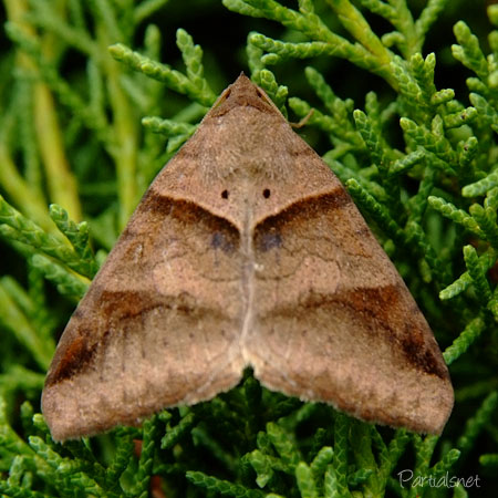 オオウンモンクチバ