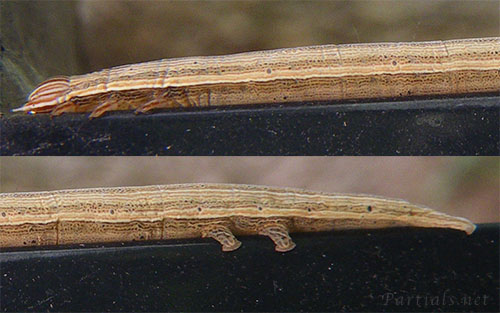 オオウンモンクチバの幼虫