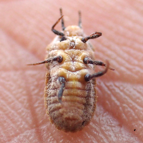 オオワラジカイガラムシ