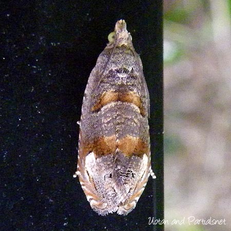 オオヤナギサザナミヒメハマキ