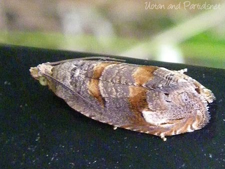 オオヤナギサザナミヒメハマキ