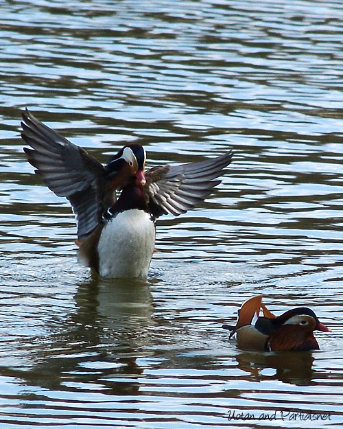 オシドリ羽ばたく