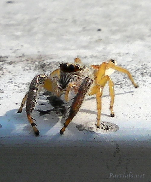 オスクロハエトリ雌