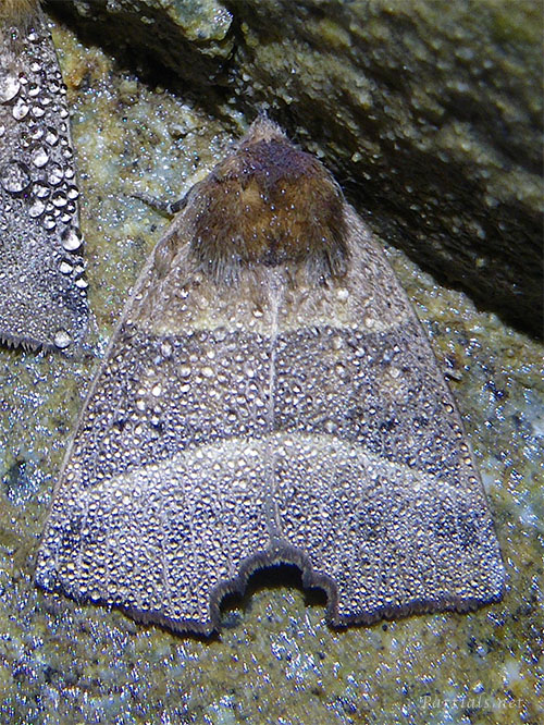 プライヤキリバ