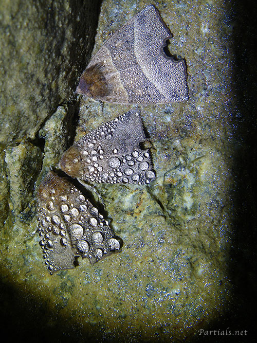 プライヤキリバ