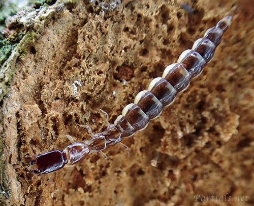 ラクダムシの幼虫