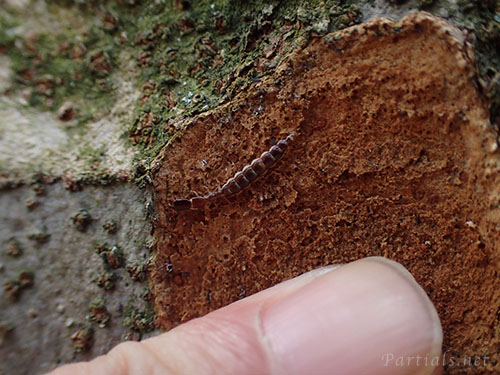 ラクダムシの幼虫
