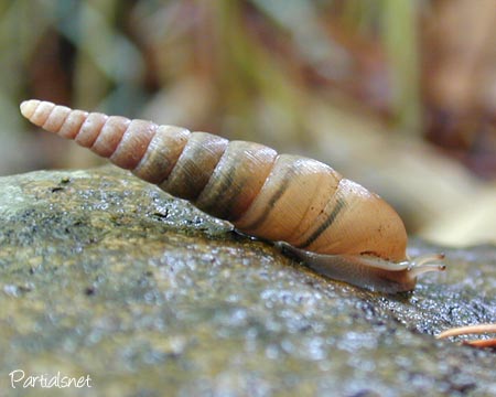種類不明キセルガイ