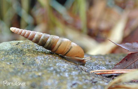 種類不明キセルガイ