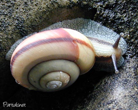 種類不明マイマイ