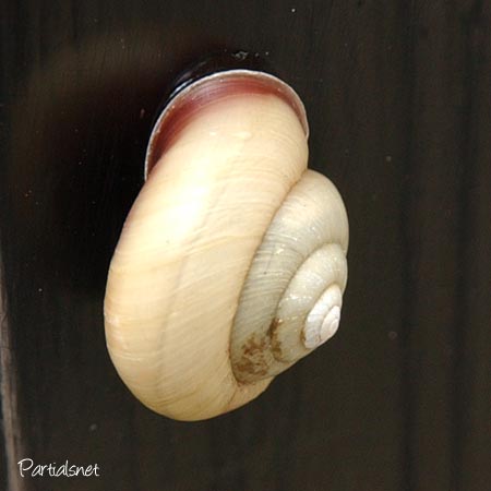 種類不明マイマイ