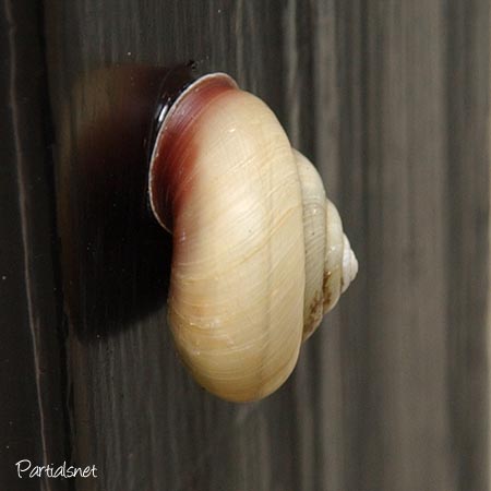 種類不明マイマイ