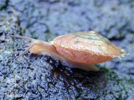 種類不明ケマイマイ