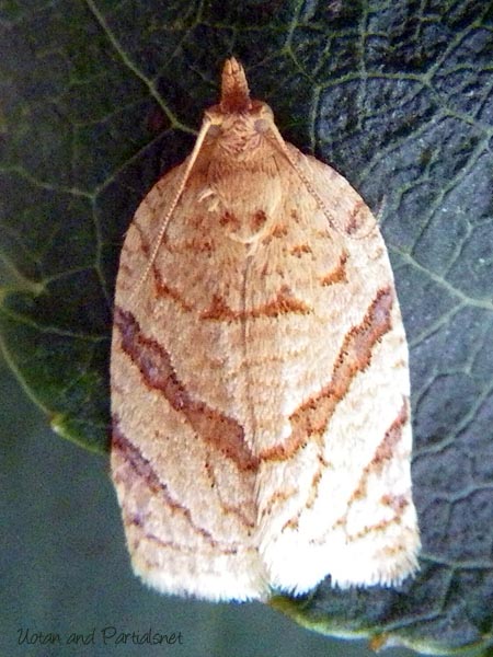 リンゴコカクモンハマキ