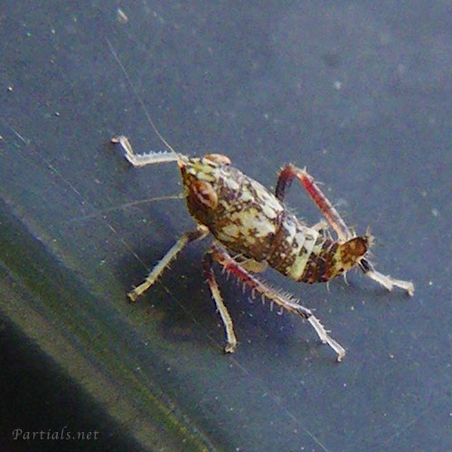 リンゴマダラヨコバイ幼虫