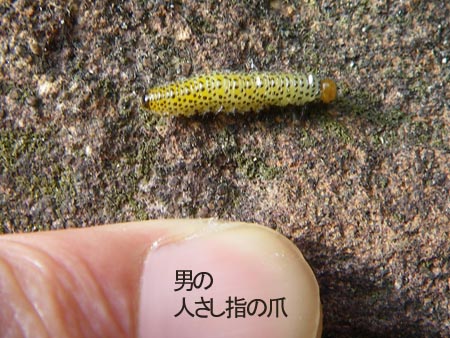 ルリチュウレンジ幼虫