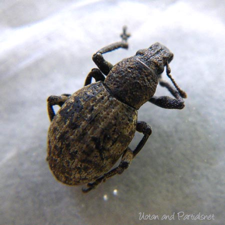 サビヒョウタンゾウムシ