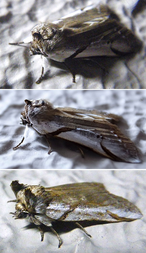 サカハチトガリバ