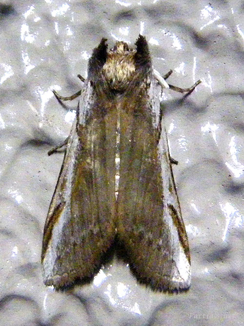 サカハチトガリバ