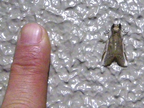 サカハチトガリバ