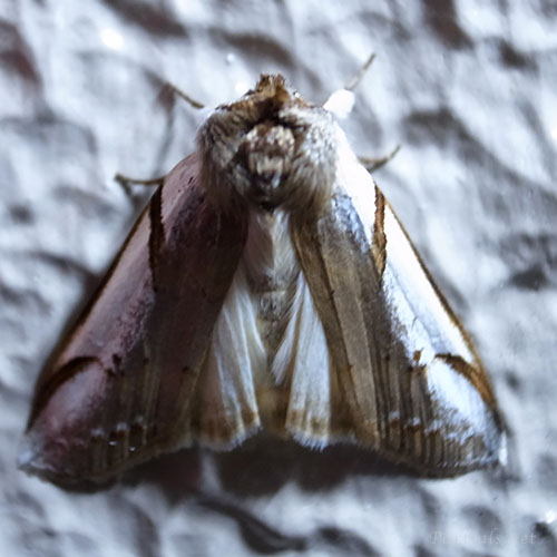 サカハチトガリバ