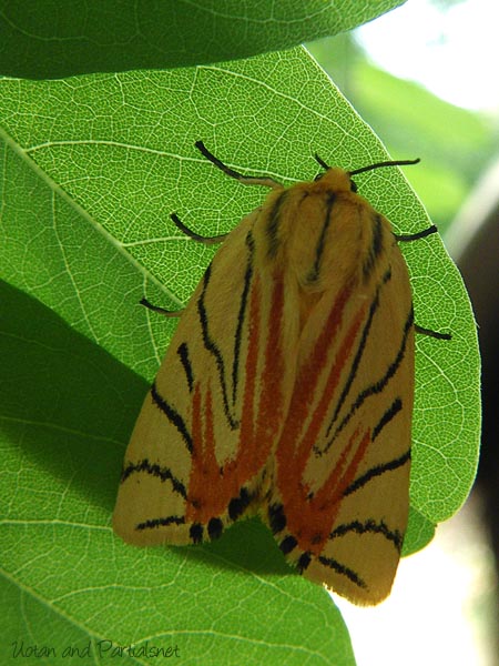 旧名サラサヒトリ