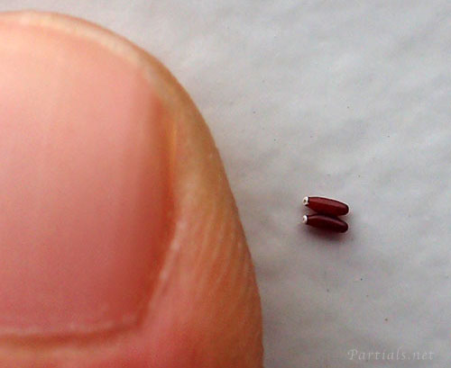 ヒゲナガサシガメの卵