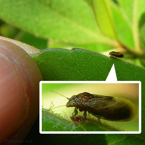 サツマキジラミ