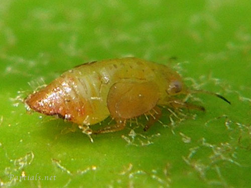 サツマキジラミ幼虫