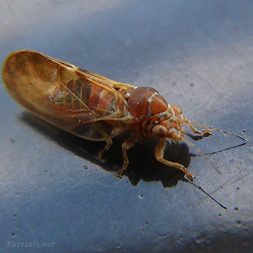 サツマキジラミ