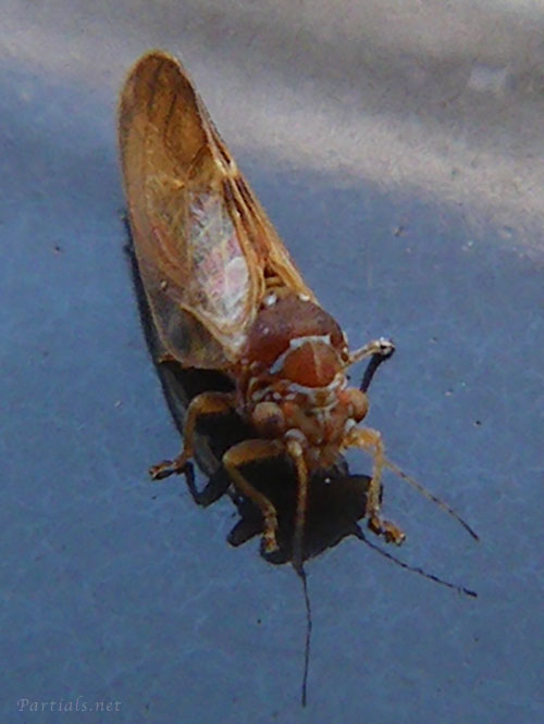 サツマキジラミ