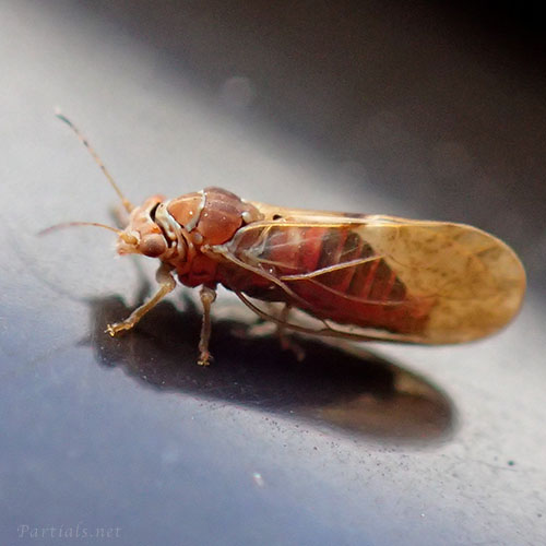 サツマキジラミ